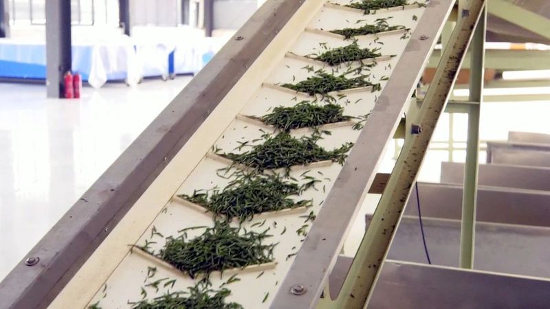 关于凤冈:标准化加工推动茶叶产业转型升级的信息(5)