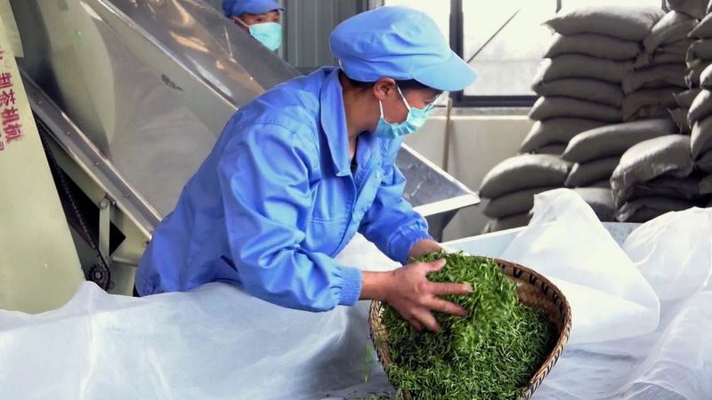 关于凤冈:标准化加工推动茶叶产业转型升级的信息(2)