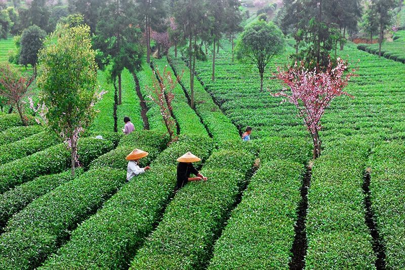 关于凤冈:标准化加工推动茶叶产业转型升级的信息(1)