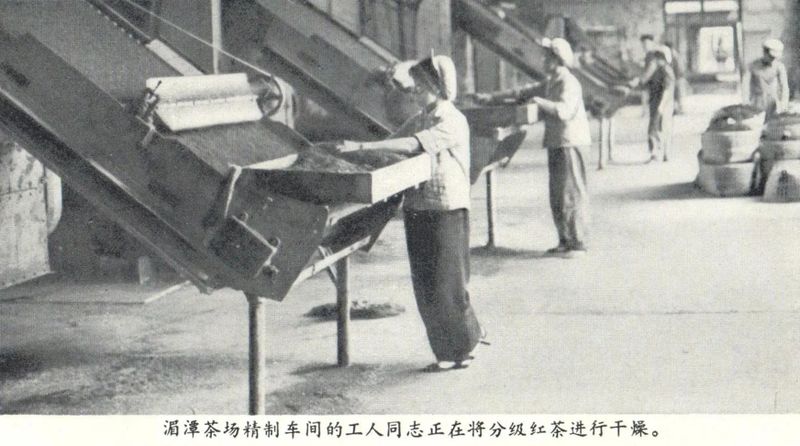 有关于小小叶子铺就乡村振兴大道——遵义市茶产业发展综述的相关信息(4)