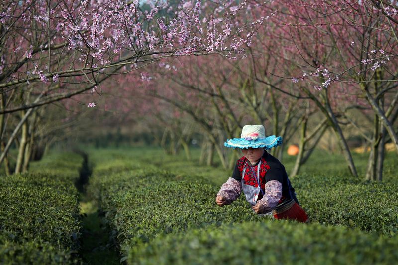 有关于小小叶子铺就乡村振兴大道——遵义市茶产业发展综述的相关信息(8)