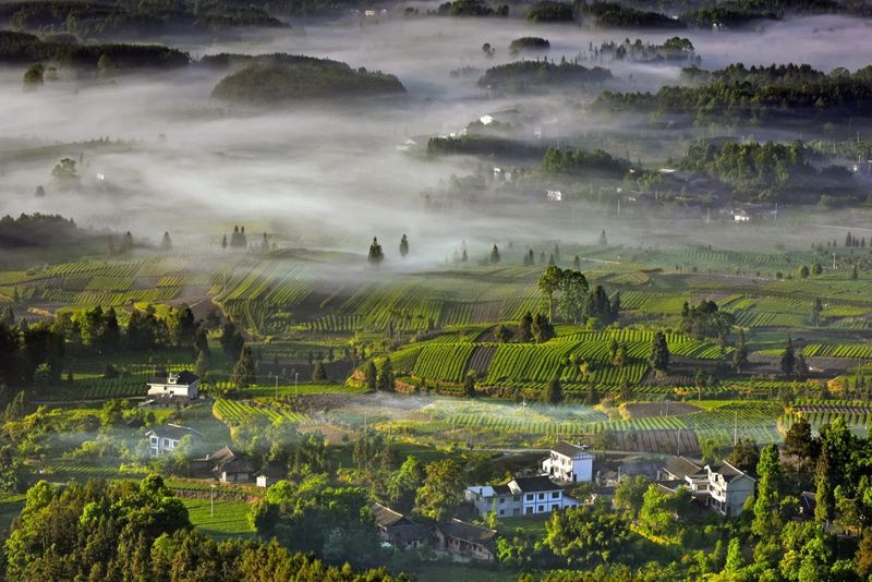 有关于小小叶子铺就乡村振兴大道——遵义市茶产业发展综述的相关信息(6)