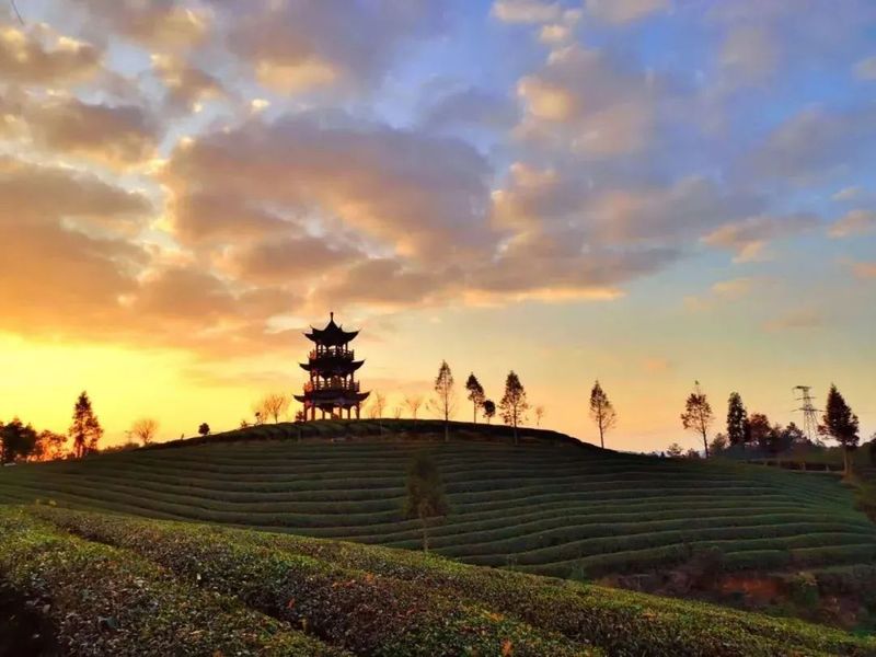 有关于小小叶子铺就乡村振兴大道——遵义市茶产业发展综述的相关信息(12)