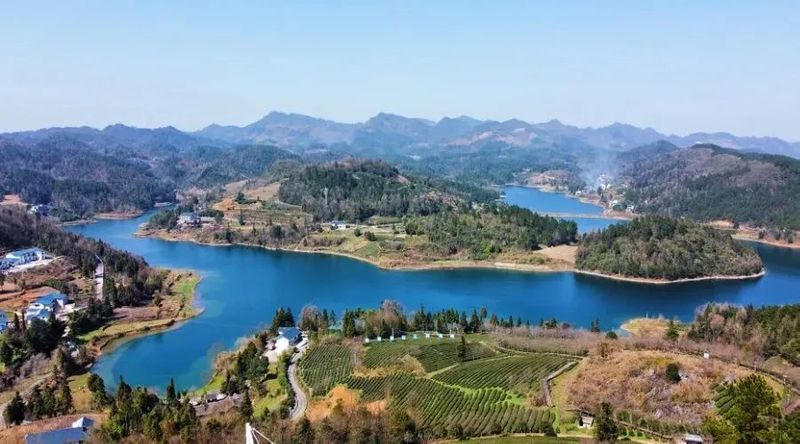 有关于小小叶子铺就乡村振兴大道——遵义市茶产业发展综述的相关信息(9)