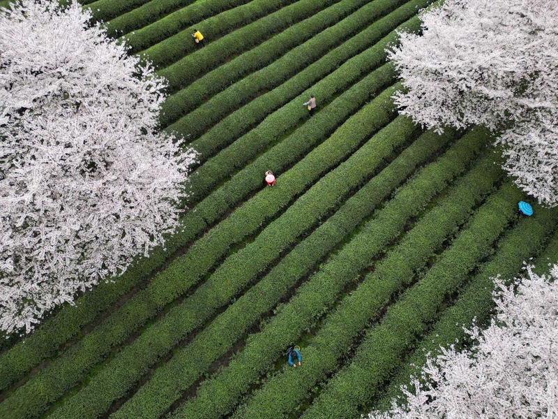 有关于小小叶子铺就乡村振兴大道——遵义市茶产业发展综述的相关信息(10)