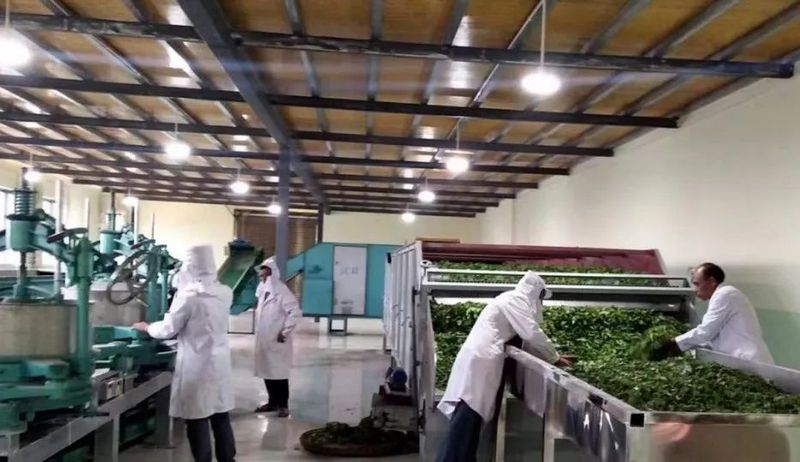 有关于临沧凤庆:“五步走”做强滇红茶产业的信息(3)