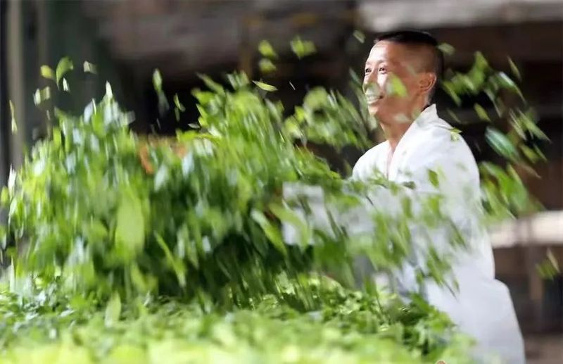 有关于临沧凤庆:“五步走”做强滇红茶产业的信息(1)