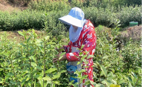 有关于佛图寺村：“一片茶叶”绘就乡村振兴“幸福路”的消息(1)