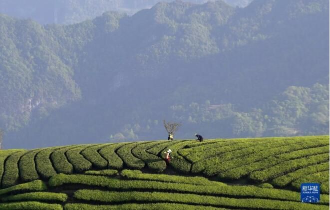 关于木耳山茶园 茶山如海连天际的信息(3)