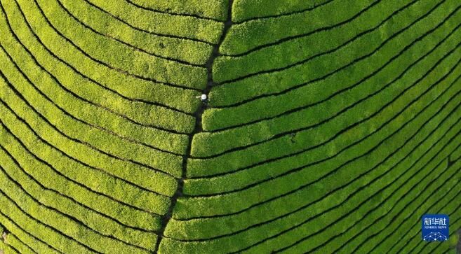关于木耳山茶园 茶山如海连天际的信息(2)