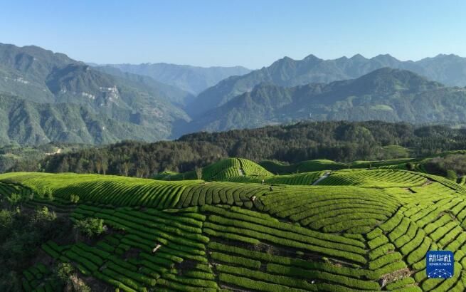 关于木耳山茶园 茶山如海连天际的信息(4)