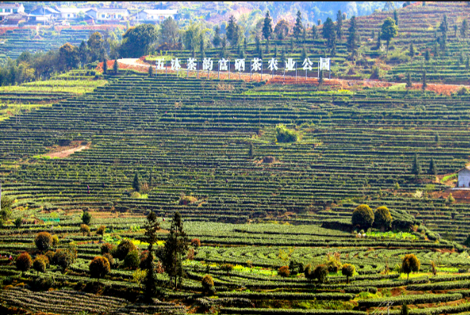 有关于沐川：点绿成金 一叶茶促一业旺的相关信息(3)