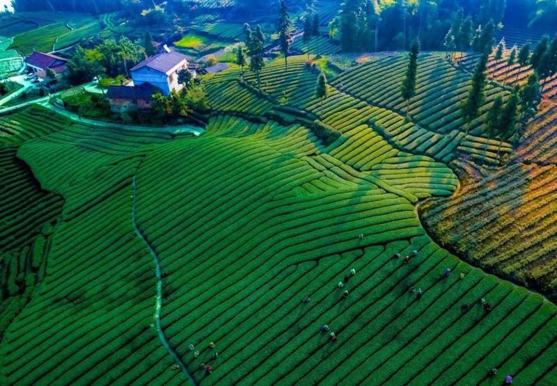 有关于沐川：点绿成金 一叶茶促一业旺的相关信息(2)