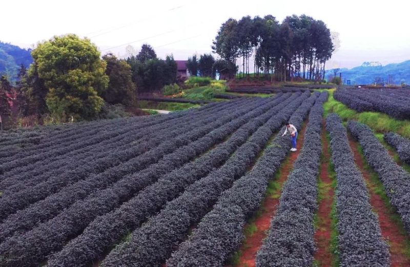 有关于沐川：点绿成金 一叶茶促一业旺的相关信息(5)