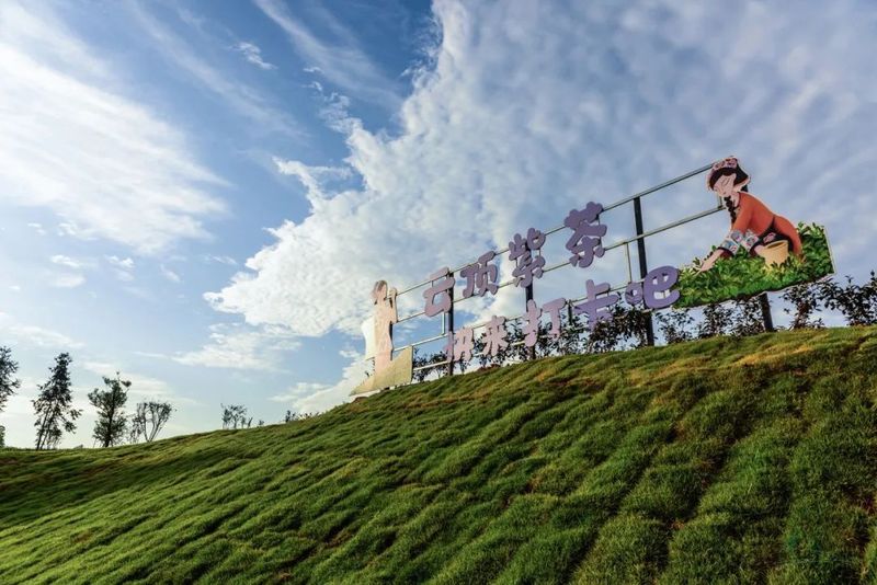 有关于沐川：点绿成金 一叶茶促一业旺的相关信息(6)