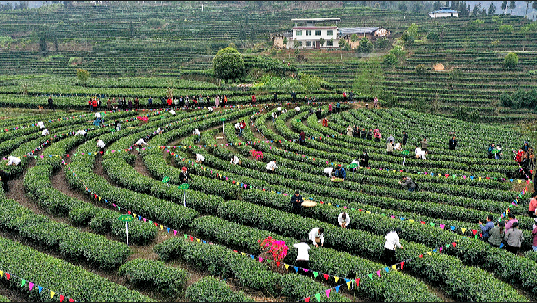 有关于沐川：点绿成金 一叶茶促一业旺的相关信息