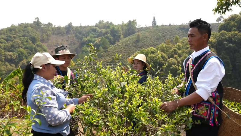 有关于西双版纳勐海：千亩生态茶园铺就群众致富路的资讯(2)
