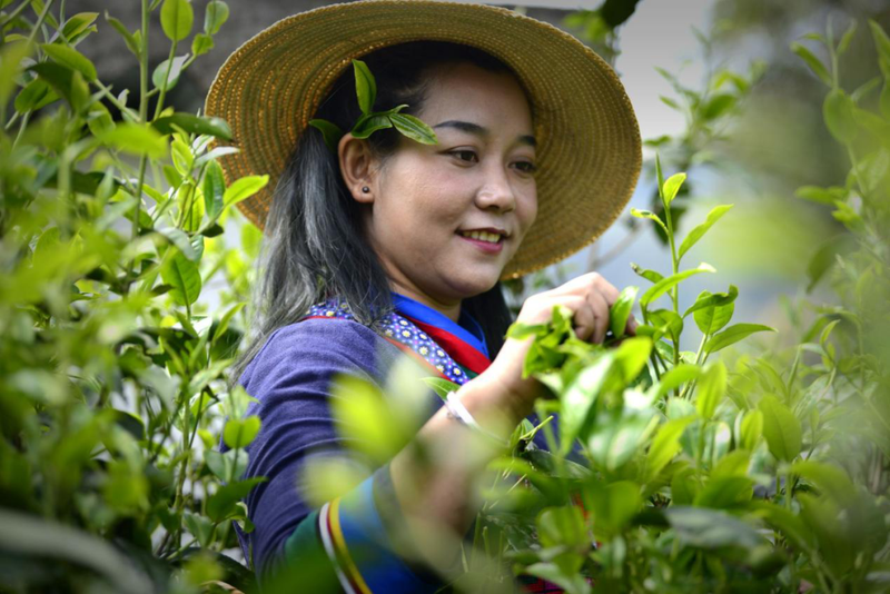 有关于西双版纳勐海：千亩生态茶园铺就群众致富路的资讯(1)