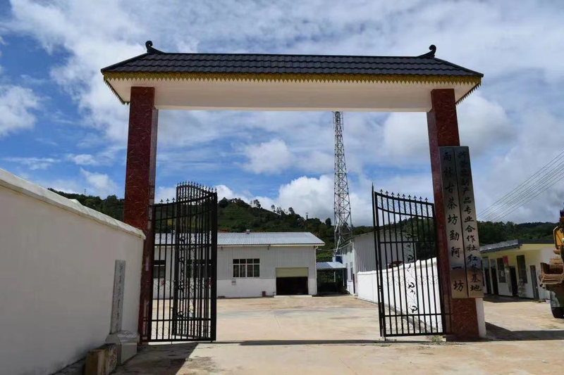 有关于西双版纳勐海：千亩生态茶园铺就群众致富路的资讯(5)