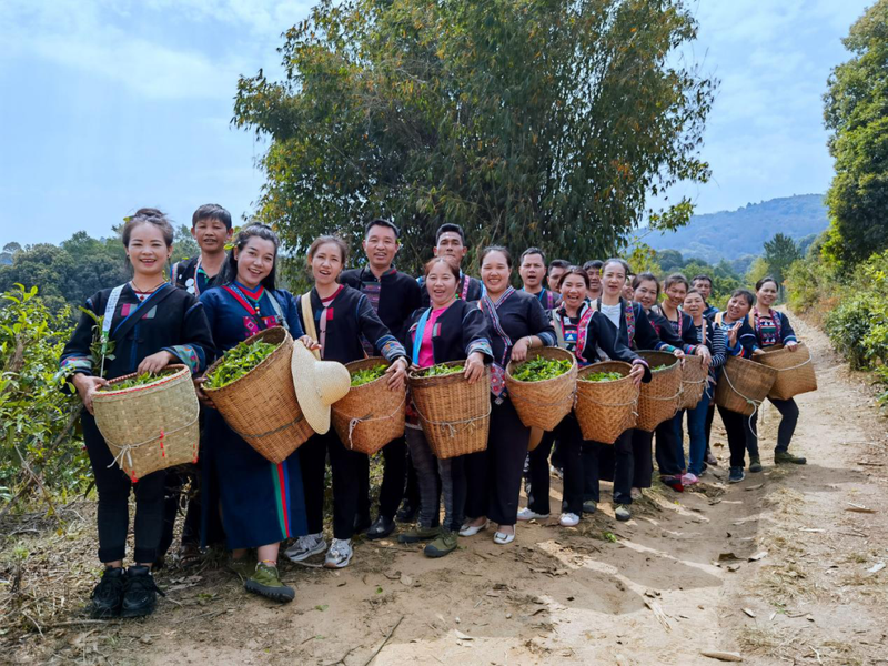 有关于西双版纳勐海：千亩生态茶园铺就群众致富路的资讯(6)