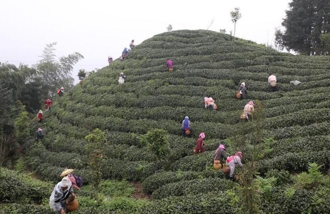 关于贵州：一片茶叶走出的乡村振兴路的最新消息
