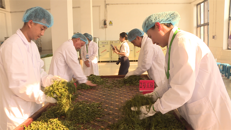 关于临沧首届“冰岛杯”茶叶职工职业技能竞赛在双江县举行的资讯(1)