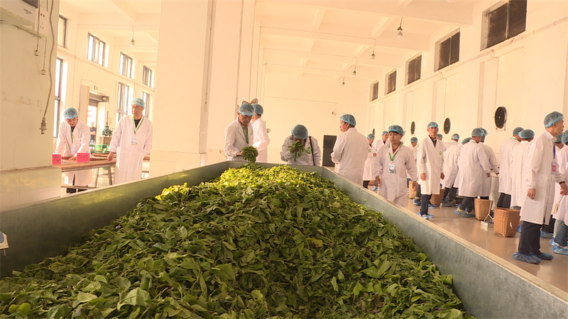 关于临沧首届“冰岛杯”茶叶职工职业技能竞赛在双江县举行的资讯(3)