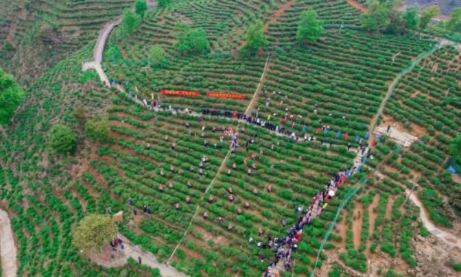 有关于2023年河源春茶开采暨东源仙湖茶文化节及招商系列活动顺利举行的相关内容