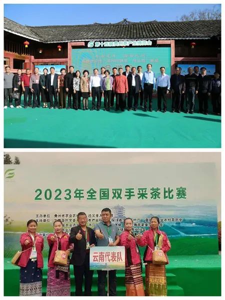 有关于云南茶叶所专家服务全国双手采茶比赛的消息