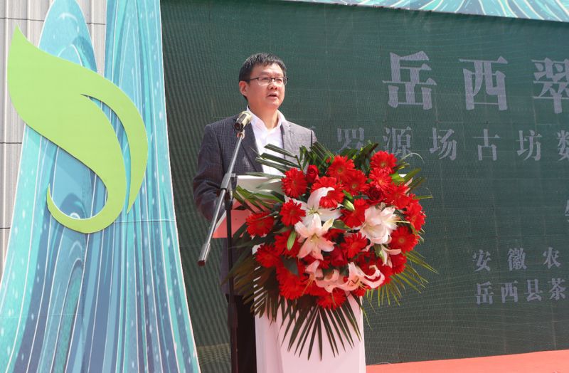 有关于岳西翠兰今日开园：“小绿叶”变“金叶” 托起富民强县大产业的内容(1)