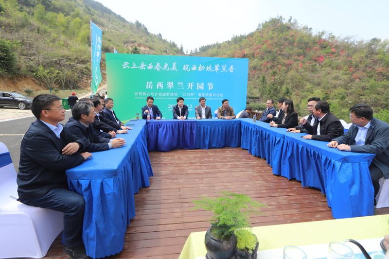 有关于岳西翠兰今日开园：“小绿叶”变“金叶” 托起富民强县大产业的内容(8)