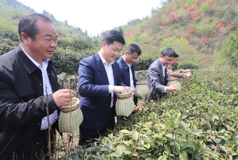 有关于岳西翠兰今日开园：“小绿叶”变“金叶” 托起富民强县大产业的内容(9)