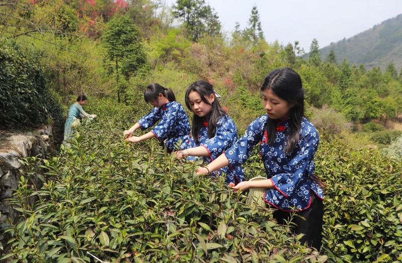 有关于岳西翠兰今日开园：“小绿叶”变“金叶” 托起富民强县大产业的内容(11)