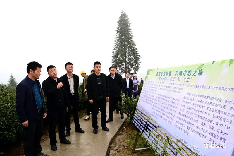 有关于助推茶叶产业发展，酉阳有妙招！的相关内容(2)