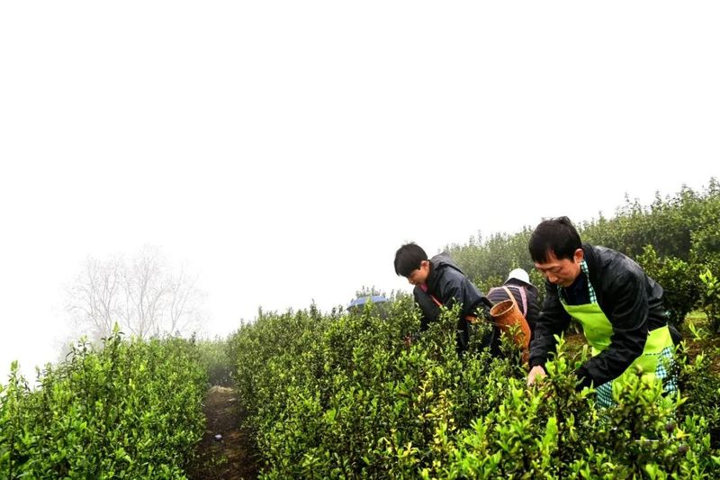 有关于助推茶叶产业发展，酉阳有妙招！的相关内容(1)