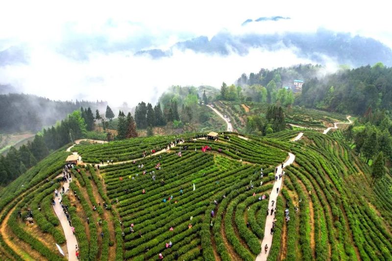 有关于助推茶叶产业发展，酉阳有妙招！的相关内容