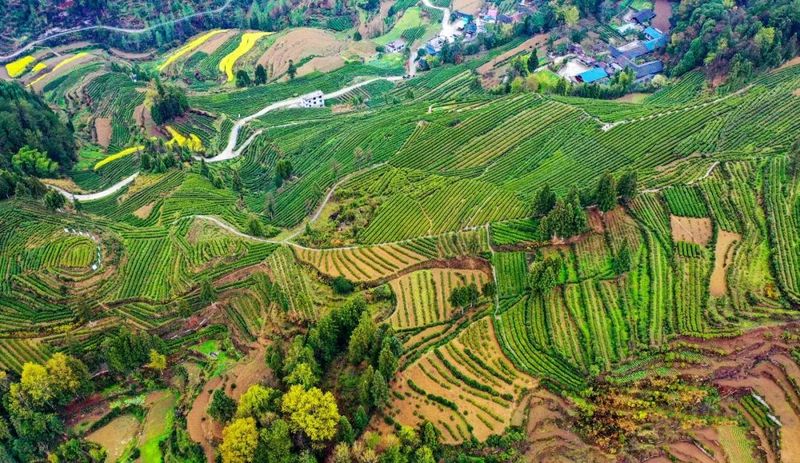 有关于助推茶叶产业发展，酉阳有妙招！的相关内容(5)