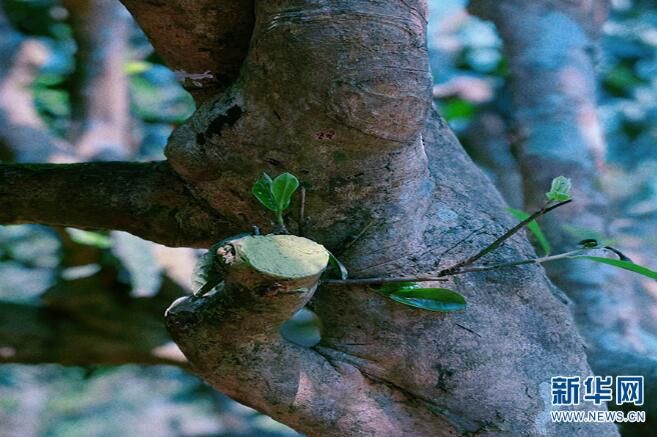 有关于西双版纳：让密林中的古茶园经济实现可持续发展的最新消息(3)