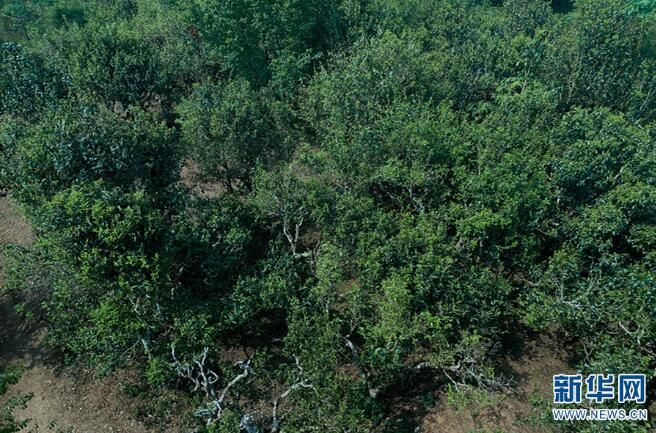 有关于西双版纳：让密林中的古茶园经济实现可持续发展的最新消息