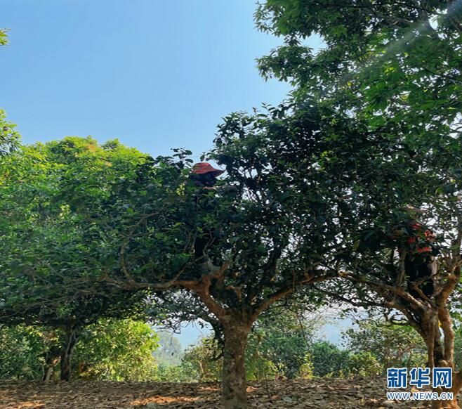 有关于西双版纳：让密林中的古茶园经济实现可持续发展的最新消息(2)