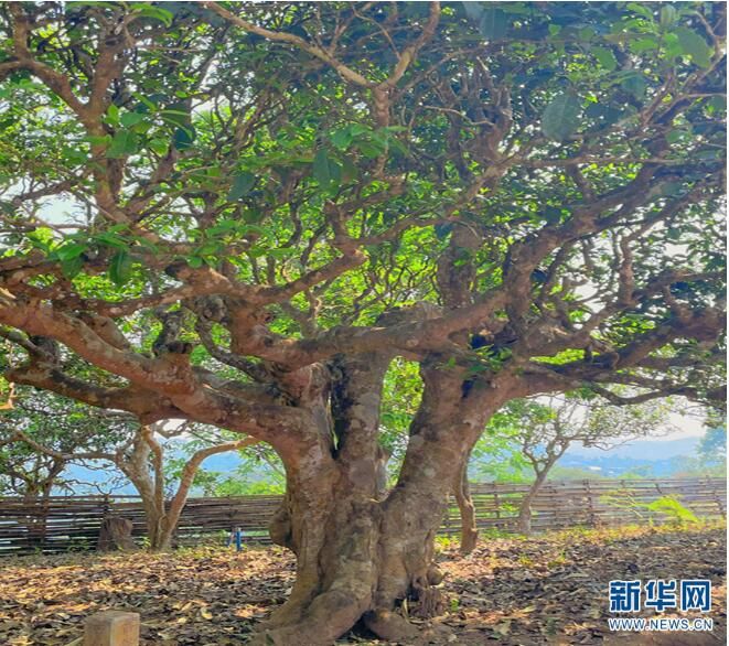 有关于西双版纳：让密林中的古茶园经济实现可持续发展的最新消息(1)