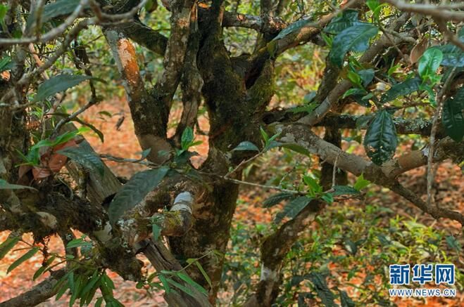 有关于西双版纳：让密林中的古茶园经济实现可持续发展的最新消息(6)