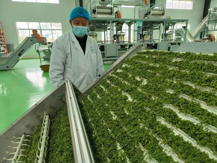 有关于大别山：机械强农 春茶生产“跑”出加速度的消息