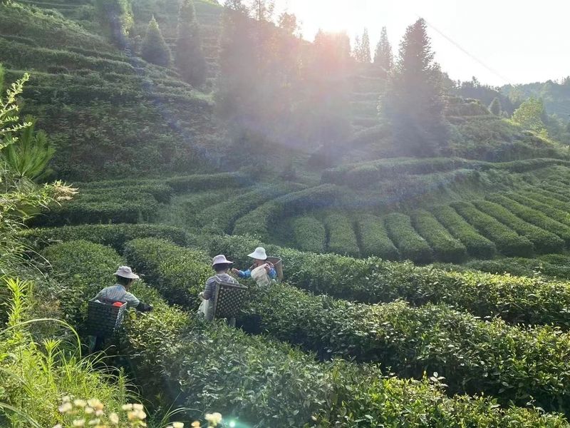 有关于税惠落地沃润茶企的相关内容