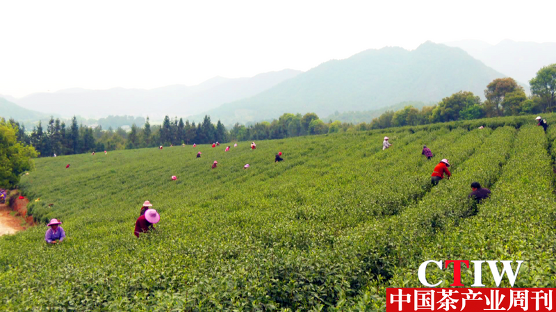 有关于福建清流：因地制宜发展茶产业的消息