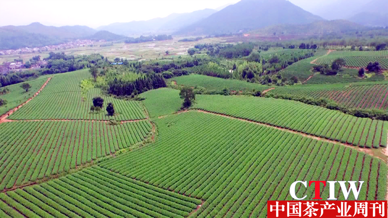 有关于福建清流：因地制宜发展茶产业的消息(2)