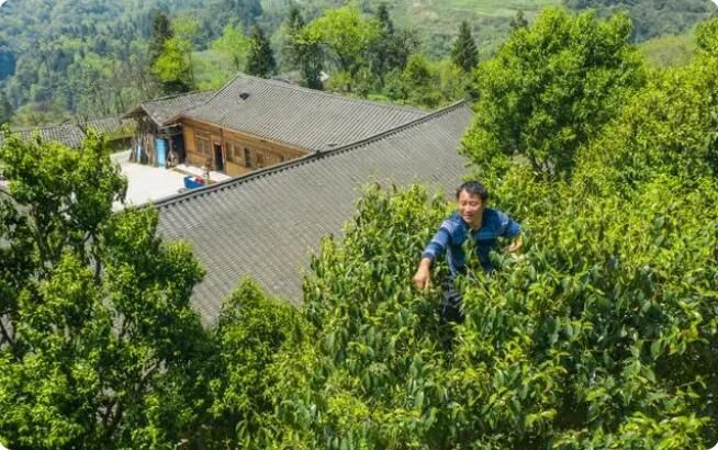 关于南川万亩古树茶开采，年产值将达1.5亿元的消息(3)