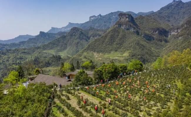 关于南川万亩古树茶开采，年产值将达1.5亿元的消息