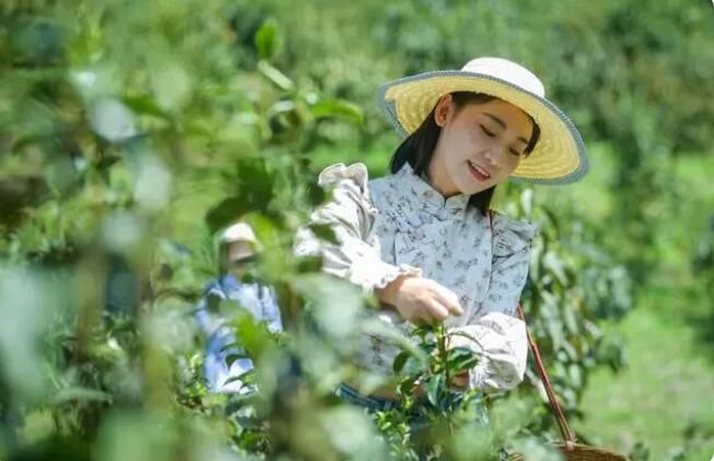 关于南川万亩古树茶开采，年产值将达1.5亿元的消息(4)