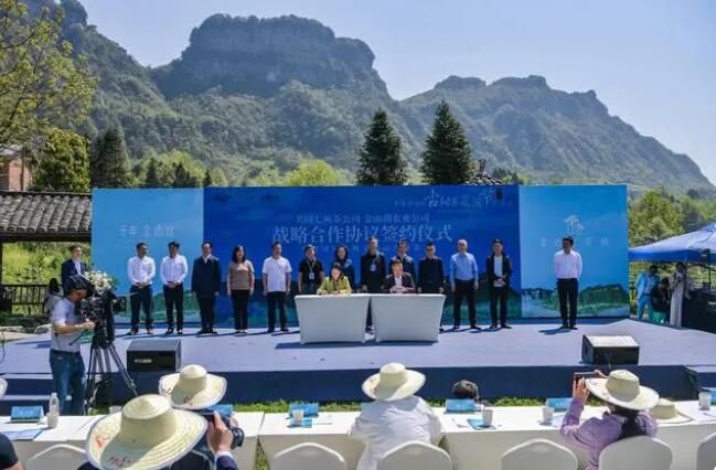 关于南川万亩古树茶开采，年产值将达1.5亿元的消息(2)